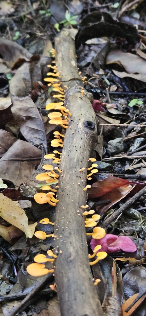 Favolaschia claudopus · March 2025 · photo: © shane212 (iNaturalist, cc0)