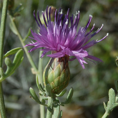 Centaurea aeolica