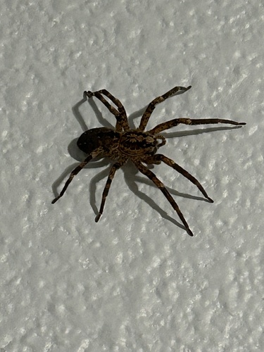 Mediterranean Spiny False Wolf Spider photo 5