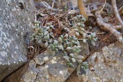 Monanthes laxiflora