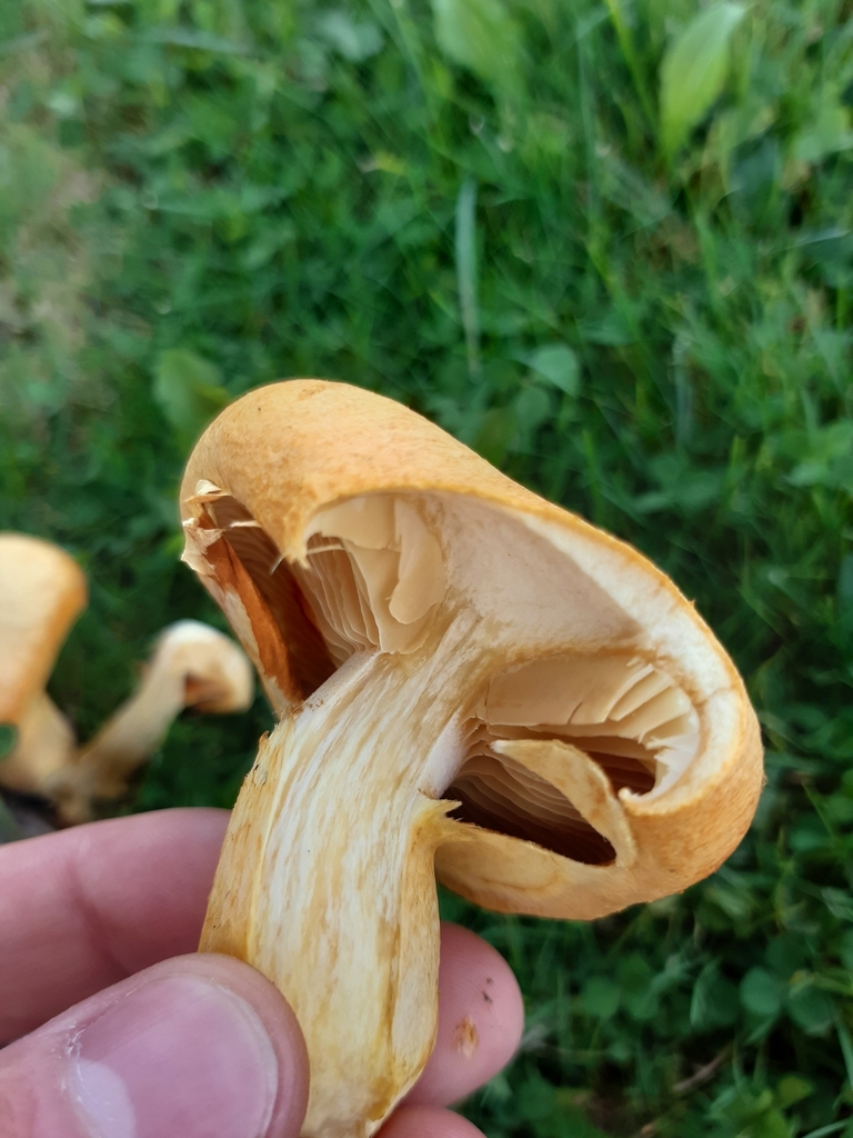 Gymnopilus junonius · March 2025 · photo: © georgecox (iNaturalist, cc0)