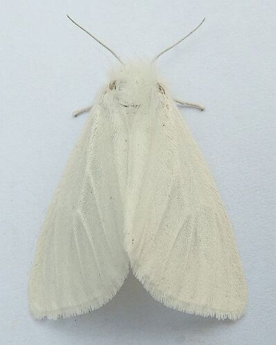 Pink-legged Tiger Moth photo 3