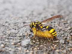 Pareumenes quadrispinosus