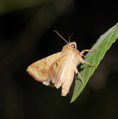 Helicoverpa assulta