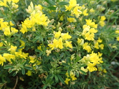 Medicago falcata