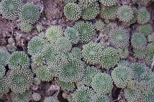 Monanthes pallens
