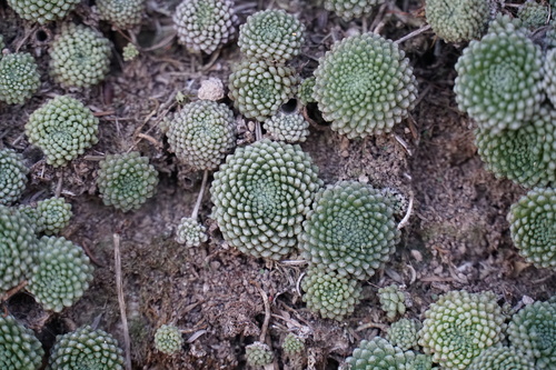 Monanthes pallens