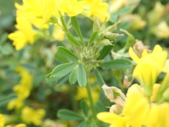 Medicago falcata