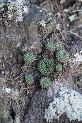 Monanthes pallens