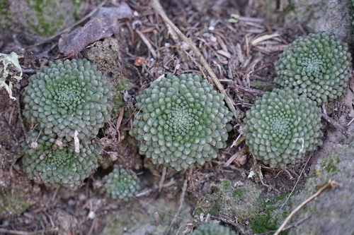 Monanthes pallens