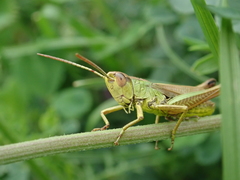 Pseudochorthippus parallelus