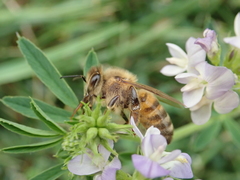 Apis mellifera