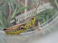 Pseudochorthippus parallelus