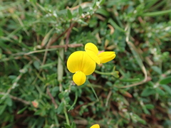 Lotus corniculatus