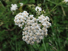 Achillea millefolium