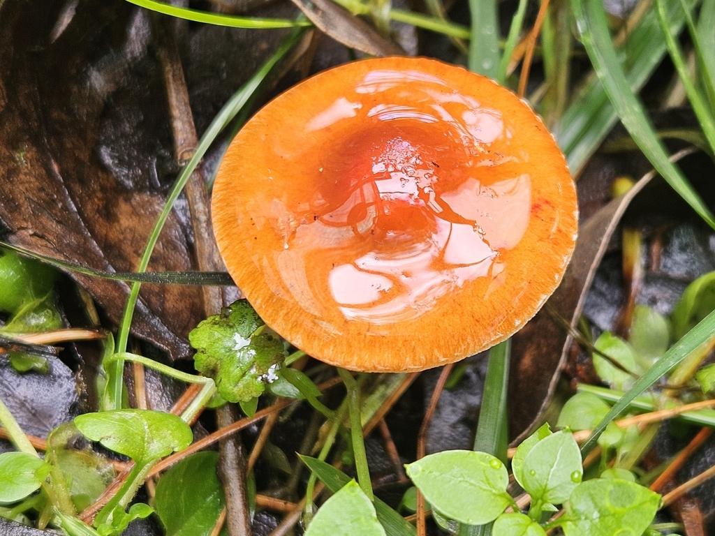 Leratiomyces ceres · March 2025 · photo: © jacog (iNaturalist, cc0)