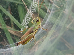 Pseudochorthippus parallelus