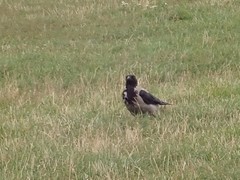 Corvus cornix
