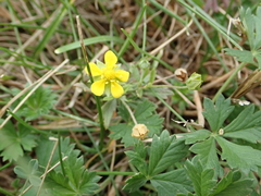 Potentilla argentea