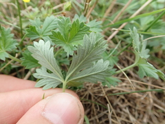 Potentilla argentea