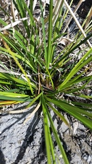 Carex wahuensis