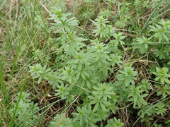 Galium mollugo