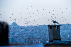 Larus