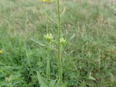 Sisymbrium loeselii