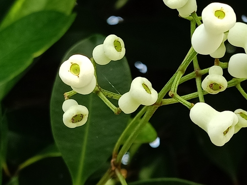 Syzygium glaucum