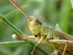 Pseudochorthippus parallelus
