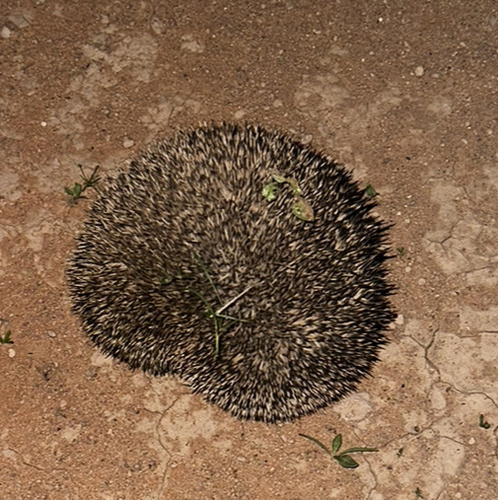 Desert Hedgehog