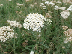 Achillea millefolium
