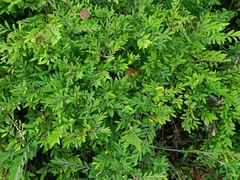 Phyllanthus myrtifolius