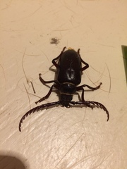 Prionus californicus