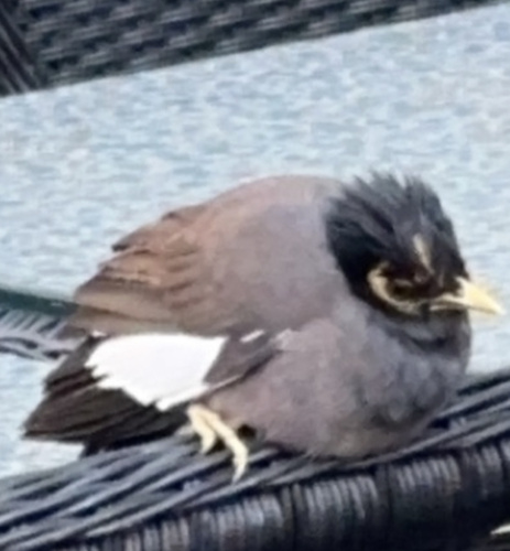 Common Myna