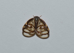 Euricania ocellus