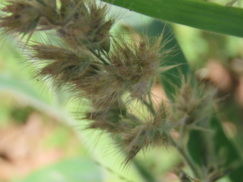 Image of Schmidtia kalahariensis by no rights reserved