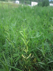 Peronospora conferta