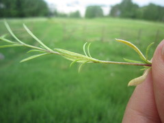Peronospora conferta