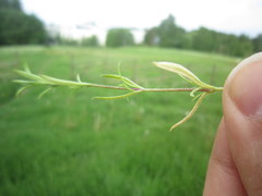 Peronospora conferta