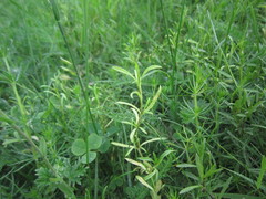 Peronospora conferta