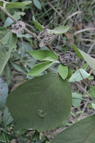 Ipomoea pileata iNat (3)