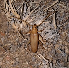 Atylostagma politum