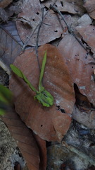 Dipterocarpus grandiflorus
