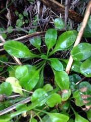 Myosotis pansa pansa