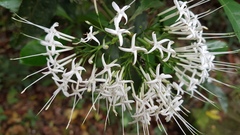 Pavetta hongkongensis