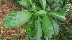 Pavetta hongkongensis