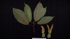 Dipterocarpus grandiflorus