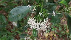 Pavetta hongkongensis