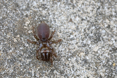Atypus affinis